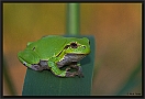 Boomkikker, European Tree Frog, Hyla arborea Location: Tiszagyenda, Hungary boomkikker MG 8694 kopie